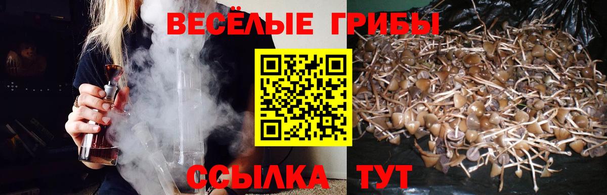 Галлюциногенные грибы Cubensis Гатчина